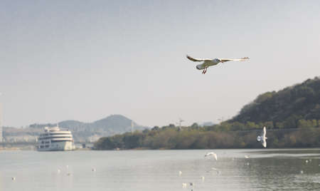 A black-headed Gull is flying in the skyの写真素材