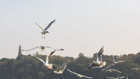 The seagulls are flying above the waterの写真素材