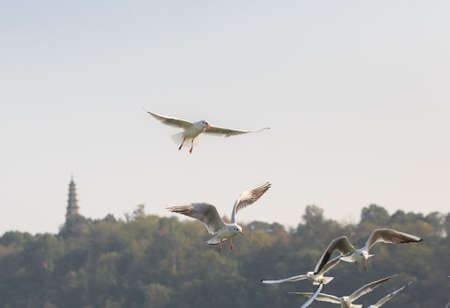 The seagulls are flying above the waterの写真素材