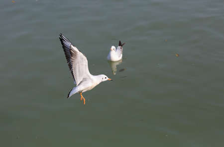 The seagulls are flying above the water