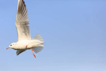 black-headed Gull flying in the sky