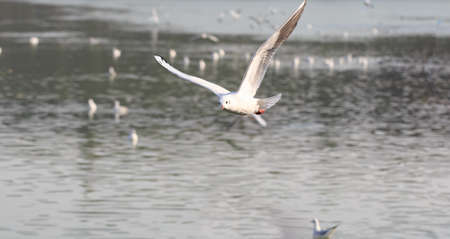 The seagulls are flying above the waterの写真素材