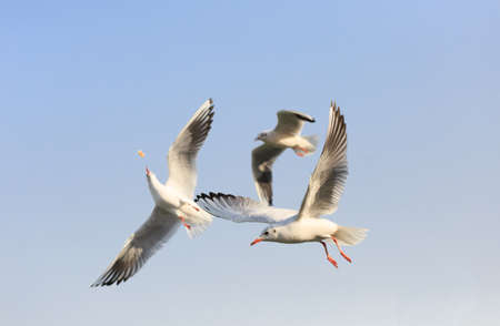 The  black-headed Gull are   flying in the skyの写真素材