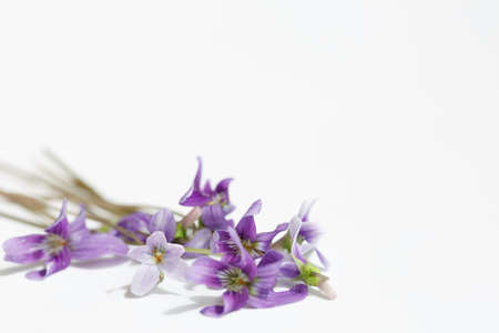 early dog-violet (Viola reichenbachiana), blooming in white backgroundの写真素材