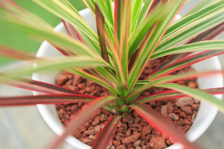 A beautiful pot, colorful leavesの写真素材