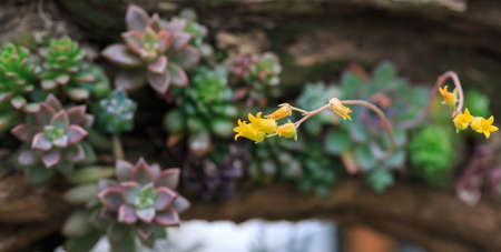 All kinds of potted succulentsの写真素材