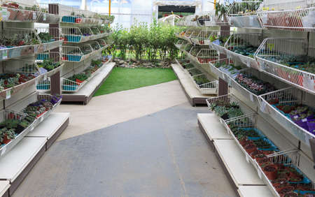 All kinds of potted succulentsの写真素材