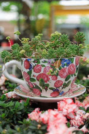 All kinds of potted succulentsの写真素材