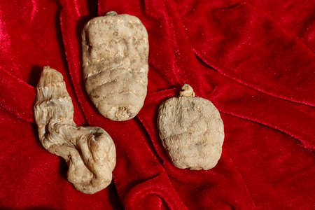 Traditional Chinese medicine Gastrodia elataの写真素材