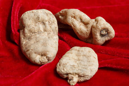 Traditional Chinese medicine Gastrodia elataの写真素材