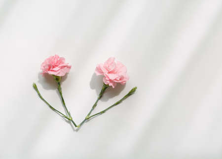 Pink carnation flowers, mother's Day symbolの写真素材