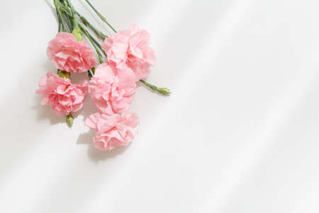 Pink carnation flowers, mother's Day symbolの写真素材