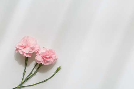Pink carnation flower , mother's Day symbolの写真素材