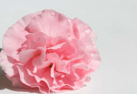 Pink carnation flower , mother's Day symbolの写真素材