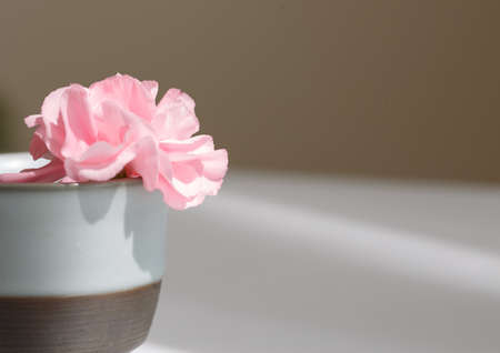 Pink carnation flower , mother's Day symbolの写真素材
