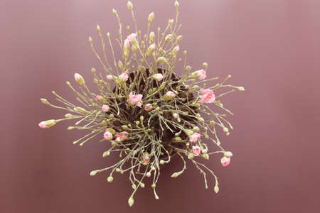 A bouquet of pink carnations