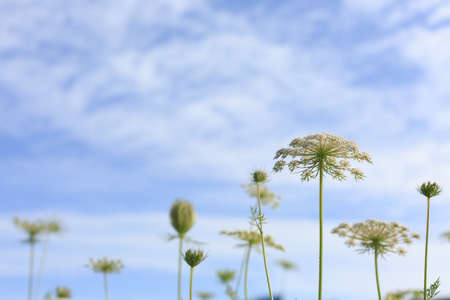 Queen Anne's Lacebe  in full bloomの写真素材