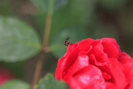 Red roses bloom in the wildの写真素材