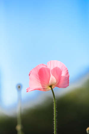 Beautiful pink poppy flowers blooming in the wild,の写真素材