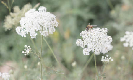 A bee picked honey from the white wild flowersの写真素材