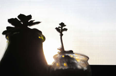 Two succulents silhouette in the sun