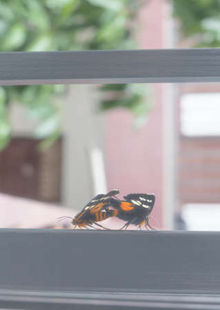 Two colored butterflies that are mating