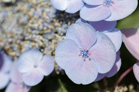 A partial close-up of the Blue Hydrangea