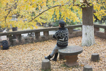 A man in sweater sits under a gingko treeの写真素材