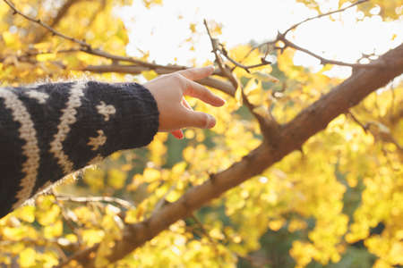 A man's finger to the golden Gingko treeの写真素材