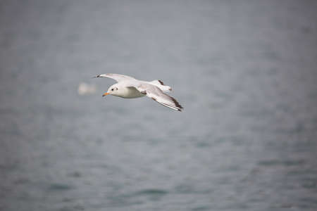 A flying bird