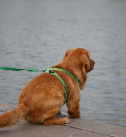 A golden poodle is sitting by the lake.の写真素材