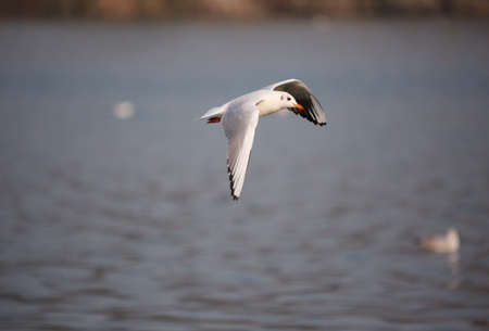 View of a seagull flying above the lakeの写真素材