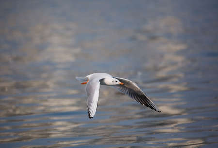 View of a seagull flying above the lake