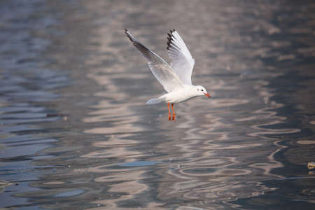 View of a seagull flying above the lake