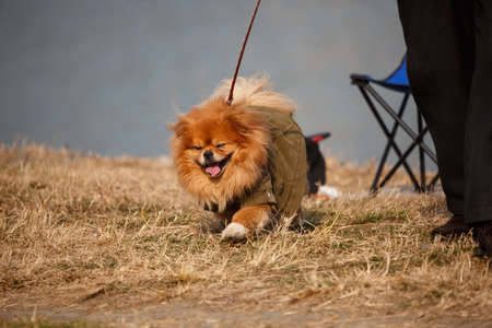 A brown butterfly dog is playing outdoorの写真素材