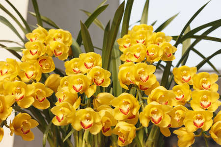 A cymbidium is  in full bloomの写真素材