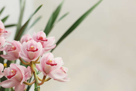 A cymbidium is  in full bloomの写真素材