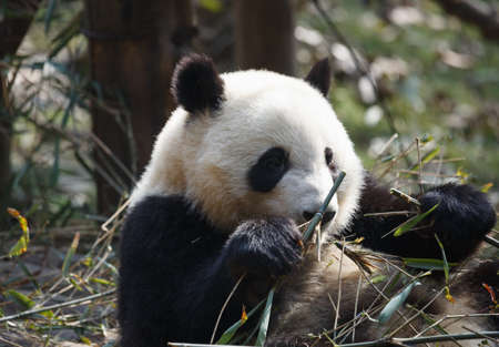 A lovely panda is eating bambooの写真素材