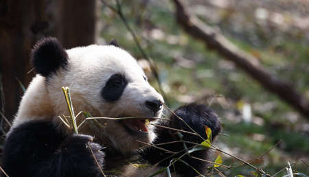 A lovely panda is eating bambooの写真素材