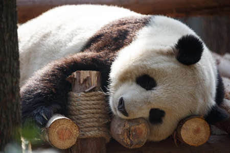 A baby panda lies sleepingの写真素材