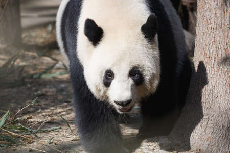 A giant panda's head close-up, a happy expression,の写真素材