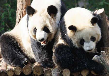 Two pandas are hugging and frolic together