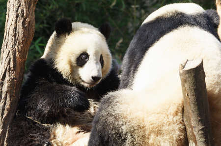 Two pandas are hugging and frolic togetherの写真素材