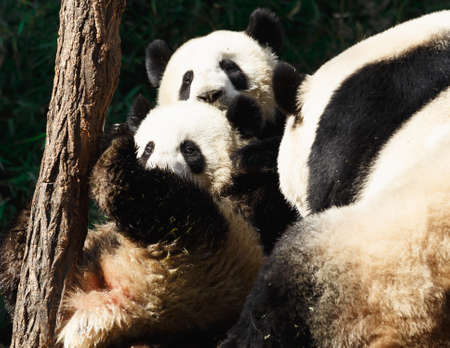 Two pandas are hugging and frolic togetherの写真素材