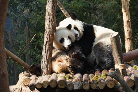 Two pandas are hugging and frolic togetherの写真素材