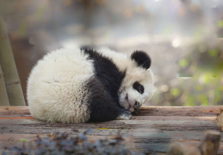 A baby panda lies sleepingの写真素材