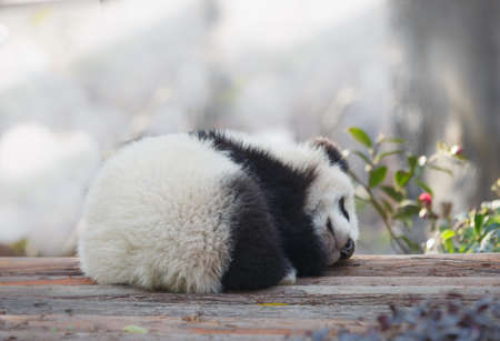 A baby panda lies sleepingの写真素材