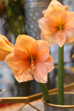 The vase is lined with white flowersの写真素材