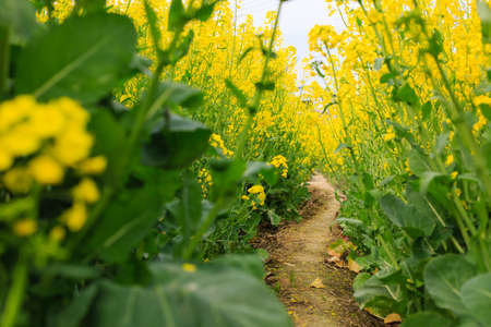 Rape flowers and paths under the blue sky