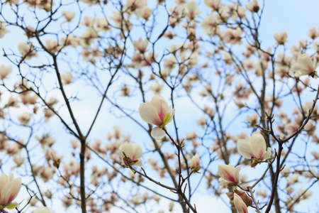 White magnolia blossoms under the blue sky